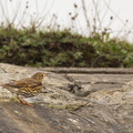Grive musicienne Turdus philomelos - Song Thrush