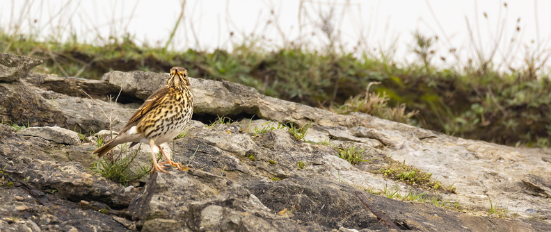 Grive musicienne Turdus philomelos - Song Thrush