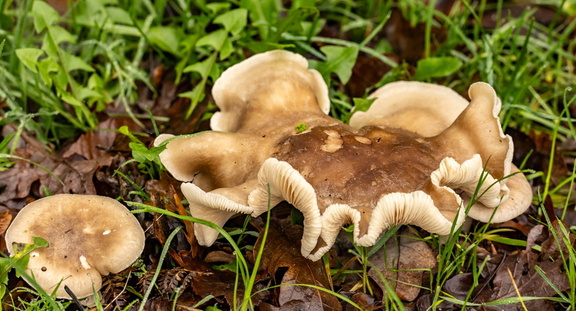Melanoleuca