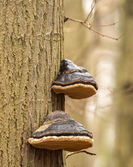  Amadouvier,  polypore allume-feu, fomes allume-feu