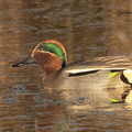 Sarcelle d'hiver Anas crecca - Eurasian Teal