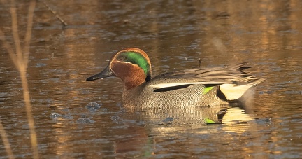 Sarcelle d'hiver Anas crecca - Eurasian Teal