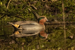 Sarcelle d'hiver Anas crecca - Eurasian Teal