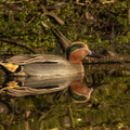 Sarcelle d'hiver Anas crecca - Eurasian Teal