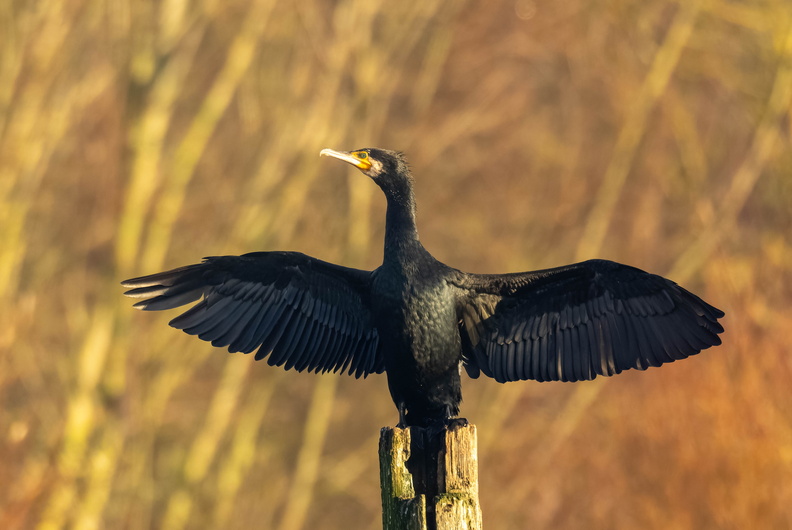 Grand Cormoran Phalacrocorax carbo - Great Cormorant