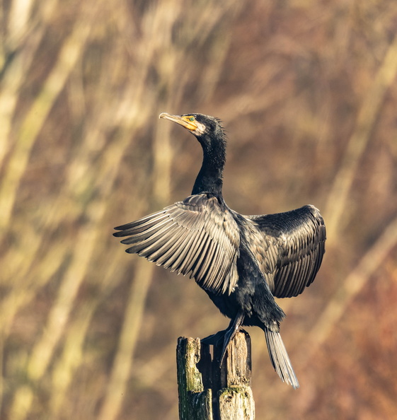 Grand Cormoran Phalacrocorax carbo - Great Cormorant