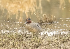 Sarcelle d'hiver Anas crecca - Eurasian Teal