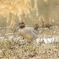 Sarcelle d'hiver Anas crecca - Eurasian Teal