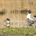 Sarcelle d'hiver Anas crecca - Eurasian Teal et Canard pilet Anas acuta - Northern Pintail