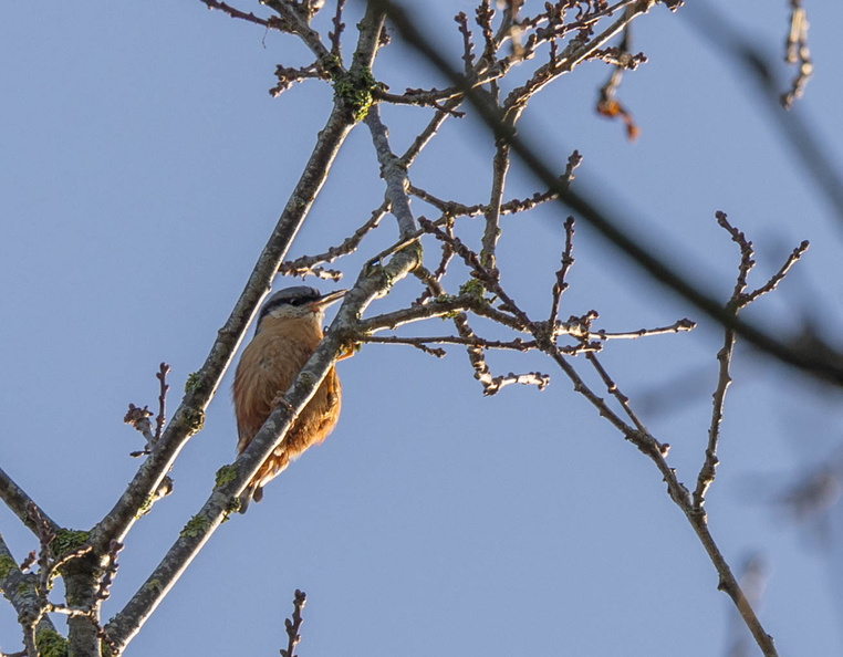 Sittelle torchepot Sitta europaea - Eurasian Nuthatch