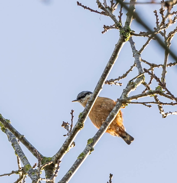 Sittelle torchepot Sitta europaea - Eurasian Nuthatch