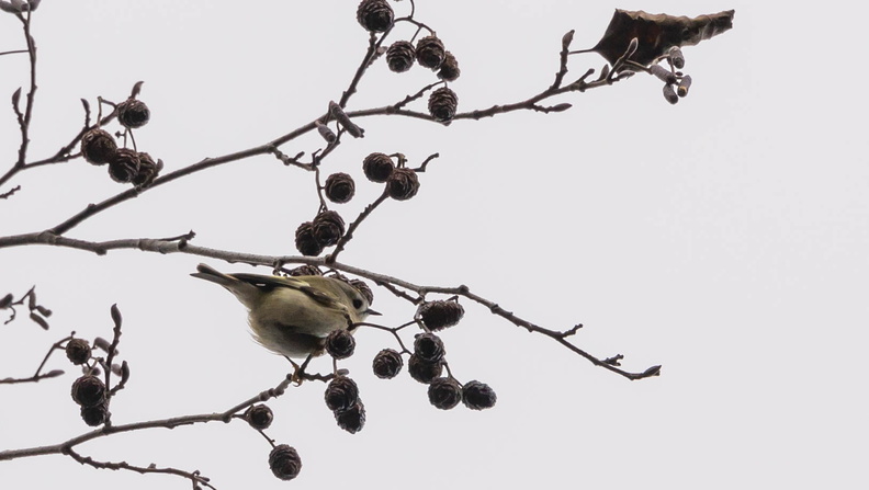 Roitelet huppé Regulus regulus - Goldcrest
