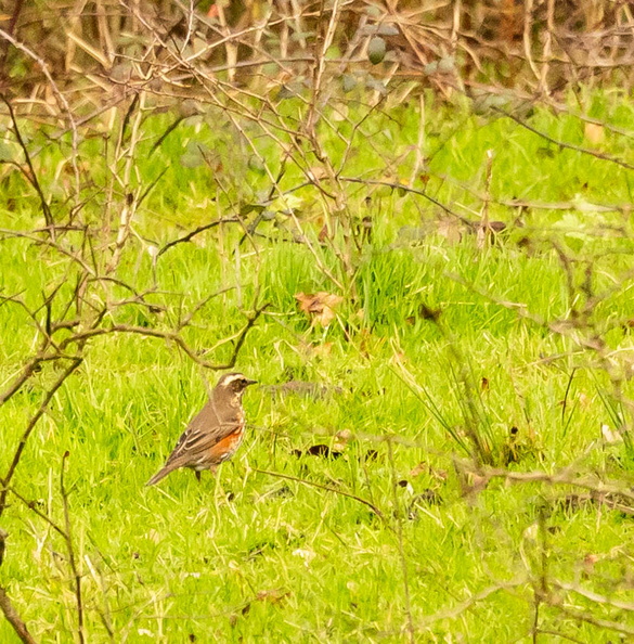 Grive mauvis Turdus iliacus - Redwing