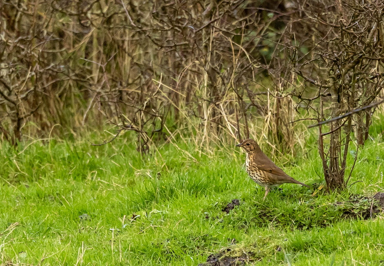 Grive musicienne Turdus philomelos - Song Thrush 