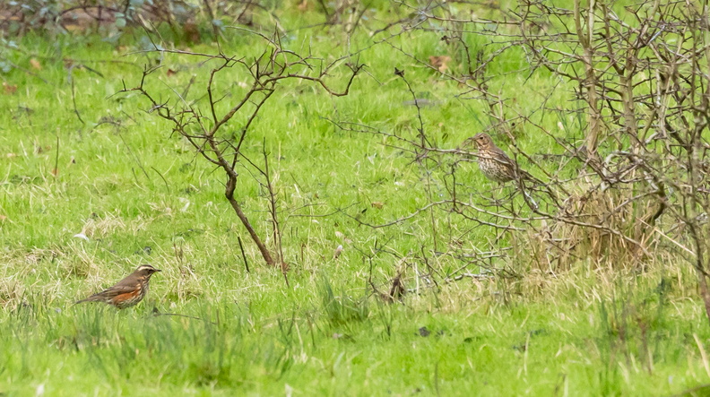 Grive musicienne Turdus philomelos - Song Thrush et Grive mauvis Turdus iliacus - Redwing