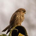 Faucon crécerelle Falco tinnunculus - Common Kestrel