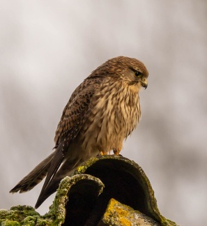Faucon crécerelle Falco tinnunculus - Common Kestrel