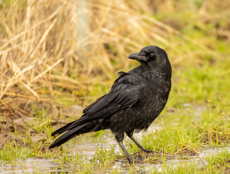 Corneille noire Corvus corone - Carrion Crow