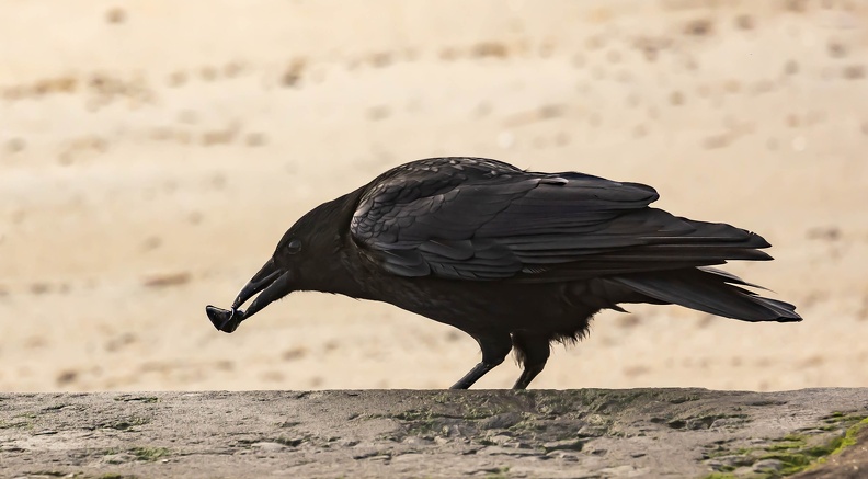 Corneille noire Corvus corone - Carrion Crow