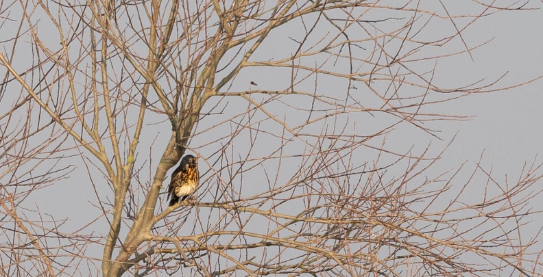 Grive litorne Turdus pilaris - Fieldfare