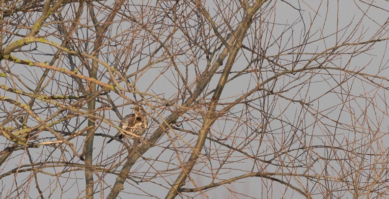Grive litorne Turdus pilaris - Fieldfare