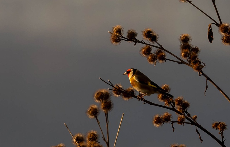Chardonneret élégant Carduelis carduelis - European Goldfinch