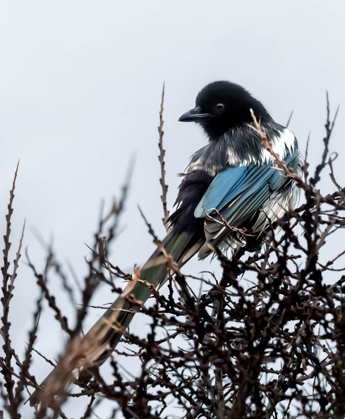Pie bavarde Pica pica - Eurasian Magpie