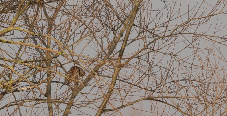 Grive litorne Turdus pilaris - Fieldfare