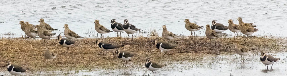 Vanneau huppé Vanellus vanellus - Northern Lapwing et Pluvier doré Pluvialis apricaria - European Golden Plover
