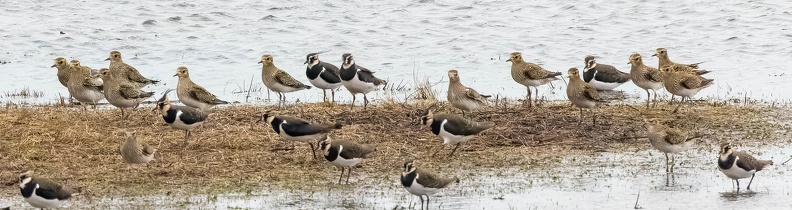 Vanneau huppé Vanellus vanellus - Northern Lapwing et Pluvier doré Pluvialis apricaria - European Golden Plover