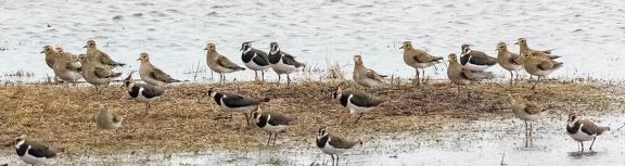 Vanneau huppé Vanellus vanellus - Northern Lapwing et Pluvier doré Pluvialis apricaria - European Golden Plover