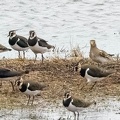 Vanneau huppé Vanellus vanellus - Northern Lapwing et Pluvier doré Pluvialis apricaria - European Golden Plover