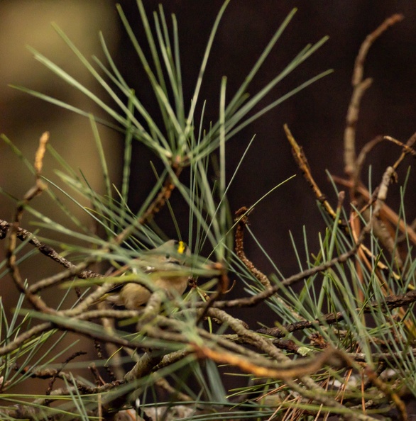 Roitelet huppé Regulus regulus - Goldcrest