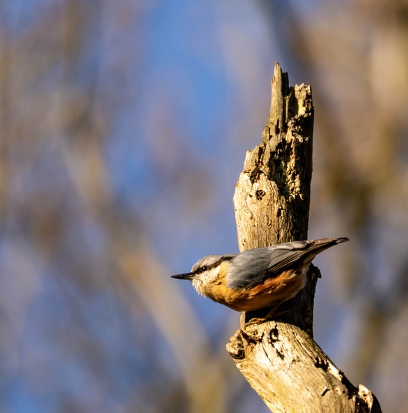 Sittelle torchepot Sitta europaea - Eurasian Nuthatch