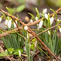 Galanthus nivalis,  Perce-neige