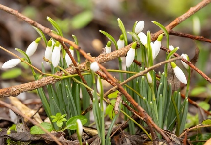 Galanthus nivalis,  Perce-neige