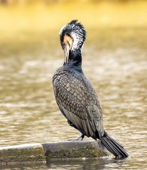 Grand Cormoran Phalacrocorax carbo - Great Cormor (nuptial)