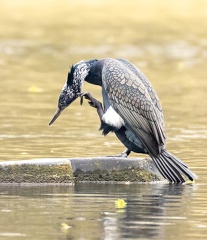 Grand Cormoran Phalacrocorax carbo - Great Cormorant (nuptial)