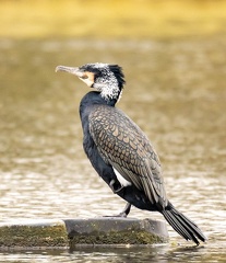 Grand Cormoran Phalacrocorax carbo - Great Cormorant (nuptial)