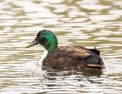  Canard de Duclair