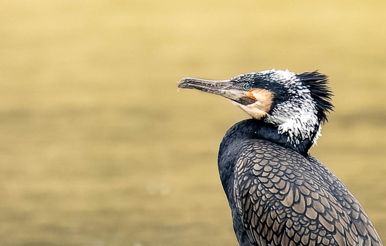 Grand Cormoran Phalacrocorax carbo - Great Cormorant (nuptial)