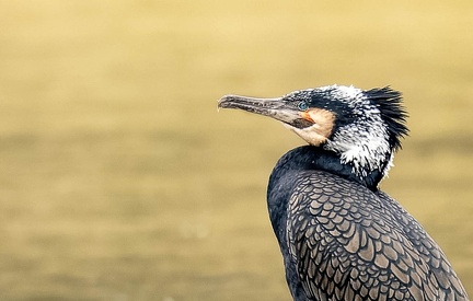 Grand Cormoran Phalacrocorax carbo - Great Cormorant (nuptial)