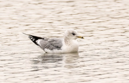 Goéland cendré Larus canus - Common Gull