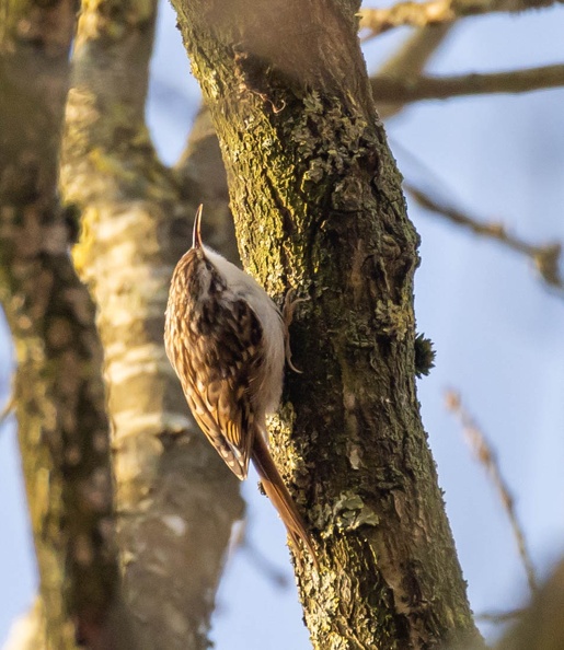 Grimpereau des jardins Certhia brachydactyla - Short-toed Treecreeper