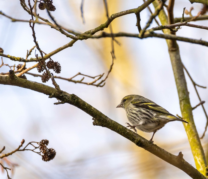 Tarin des aulnes Spinus spinus - Eurasian Siskin