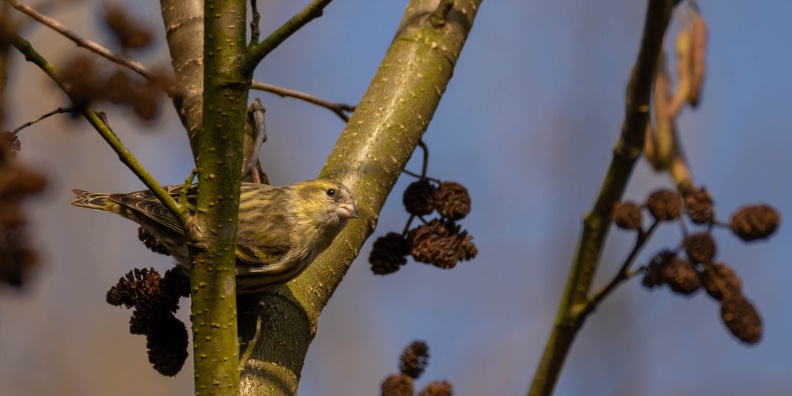Tarin des aulnes Spinus spinus - Eurasian Siskin