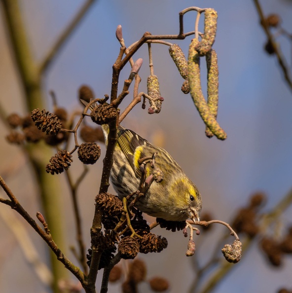 Tarin des aulnes Spinus spinus - Eurasian Siskin