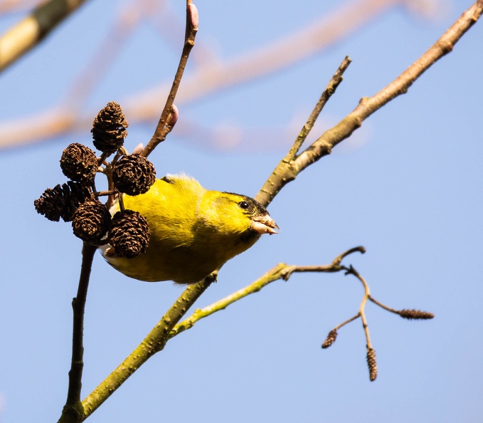 Tarin des aulnes Spinus spinus - Eurasian Siskin