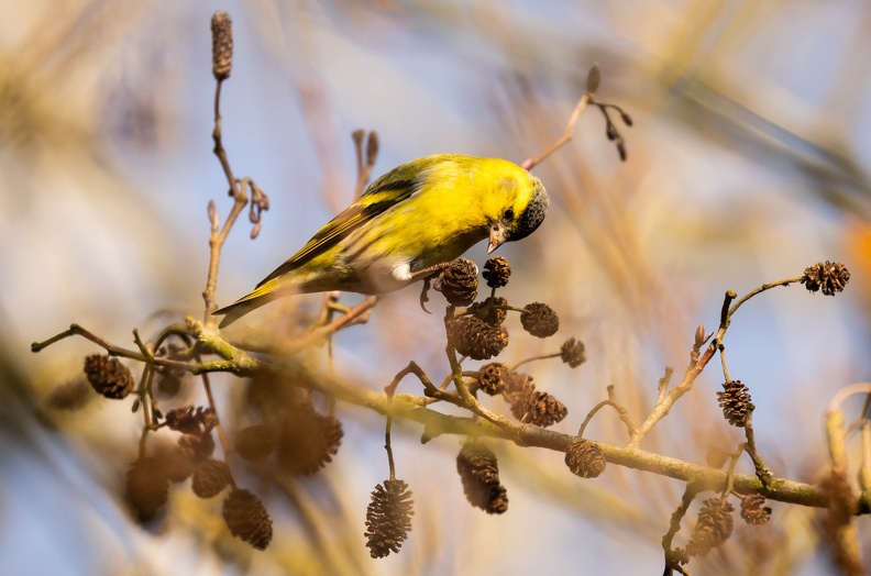 Tarin des aulnes Spinus spinus - Eurasian Siskin