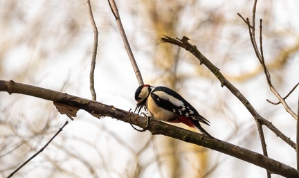Pic épeiche Dendrocopos major - Great Spotted Woodpecker